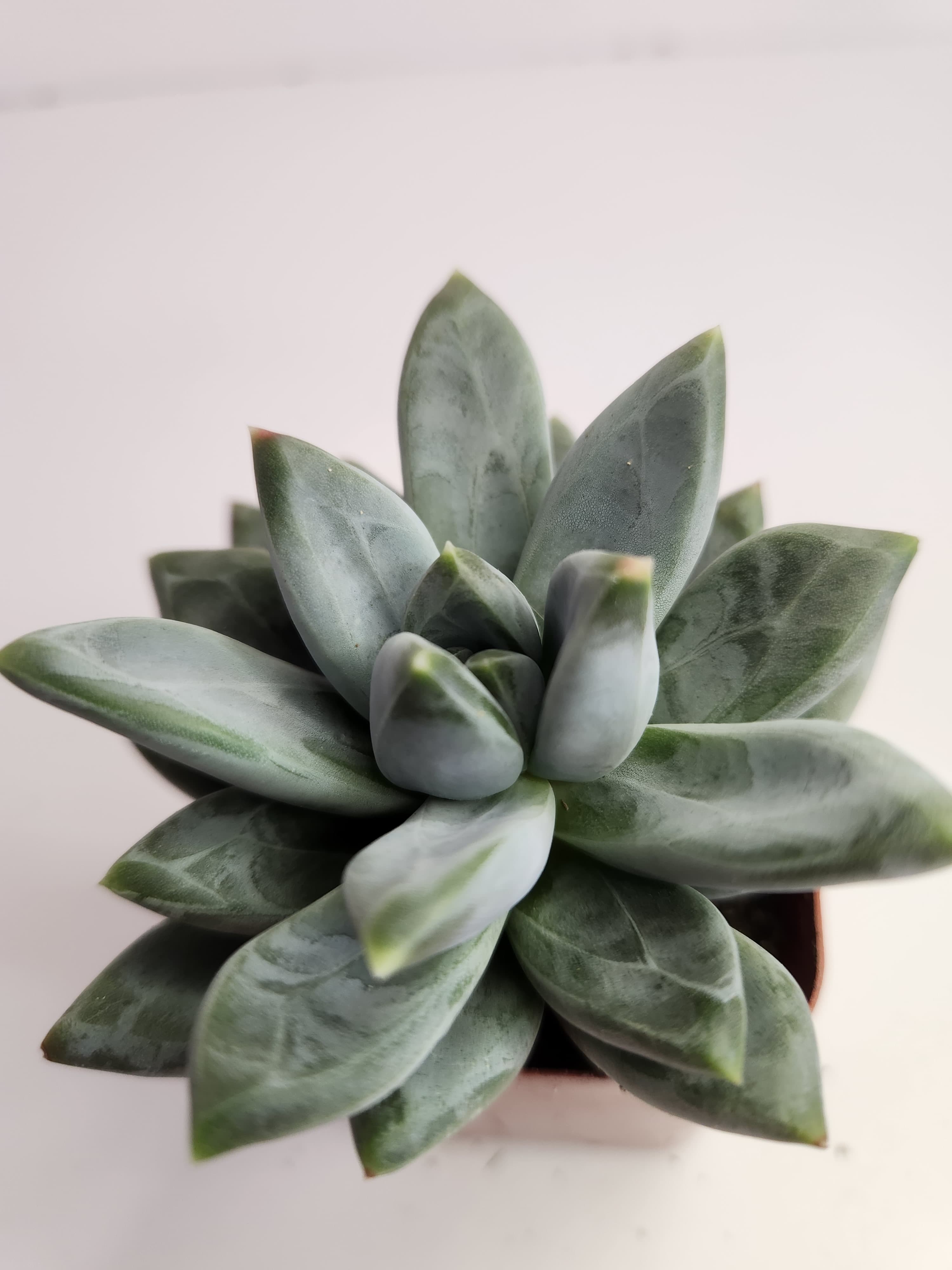 Close-up of a healthy succulent plant