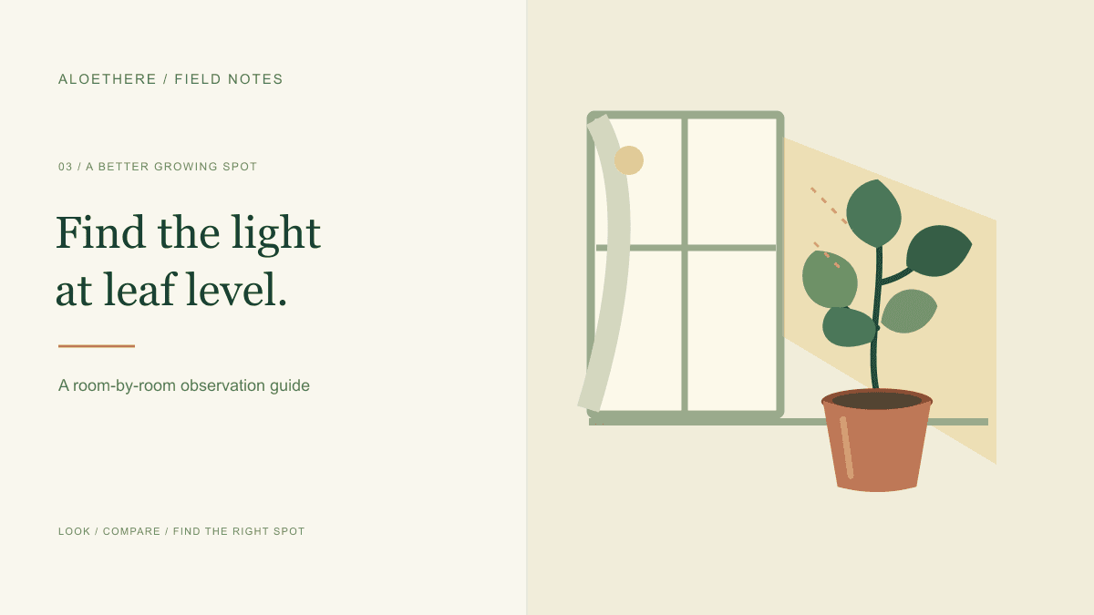 Illustration of daylight entering a window toward a potted plant, highlighting the light at leaf level.