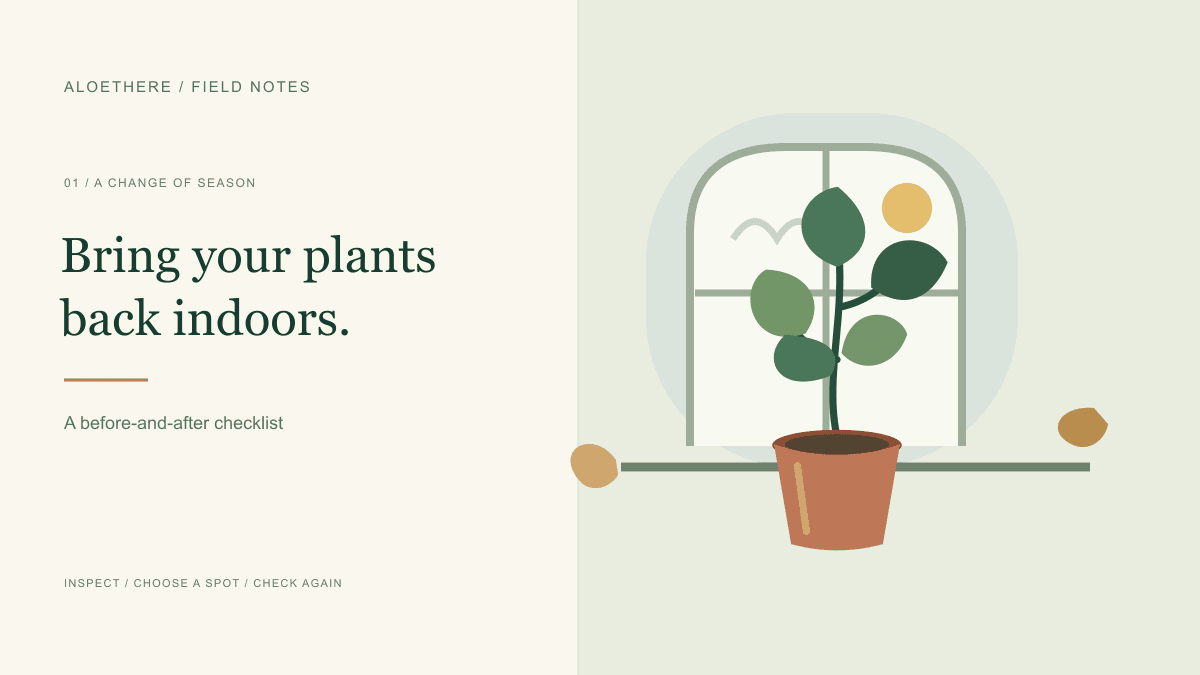 Illustration of a potted houseplant moving to a window indoors as the season changes.