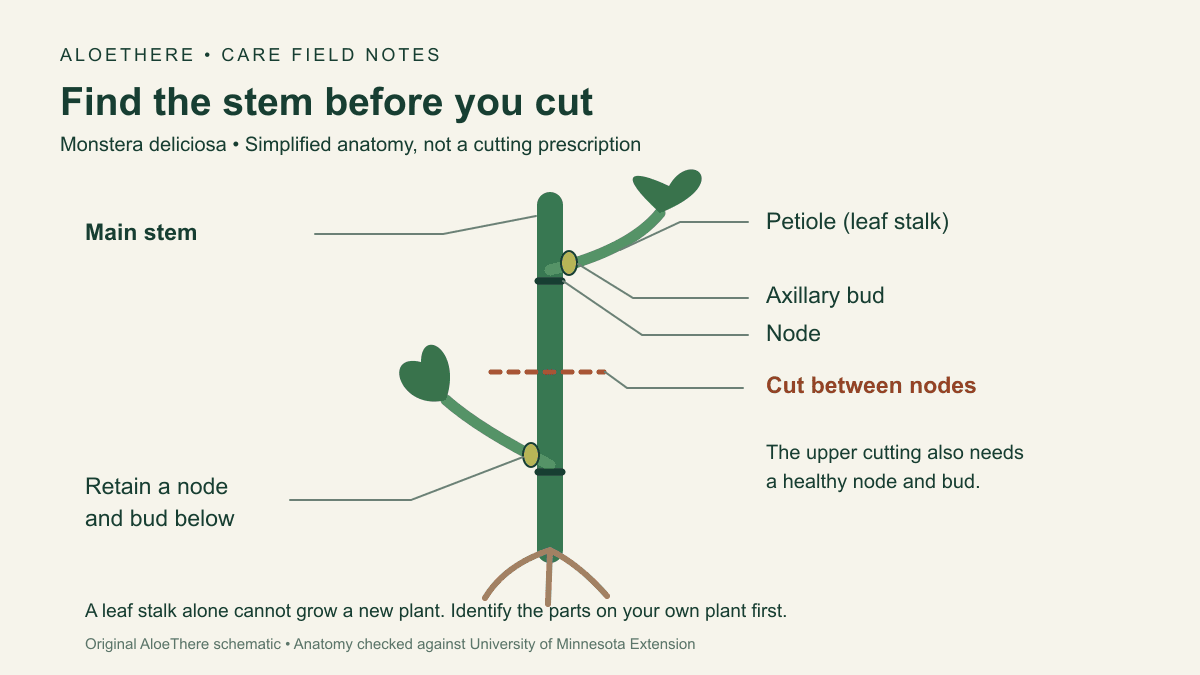 Simplified Monstera stem diagram showing a leaf stalk, node, axillary bud, and a possible cut between nodes