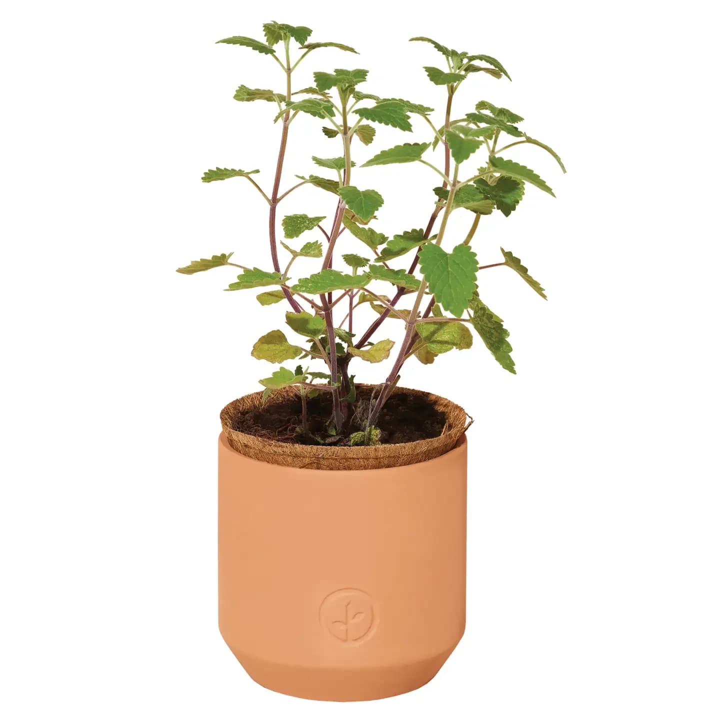 Tiny Terracotta Pet Grow Kits - Curious Catnip