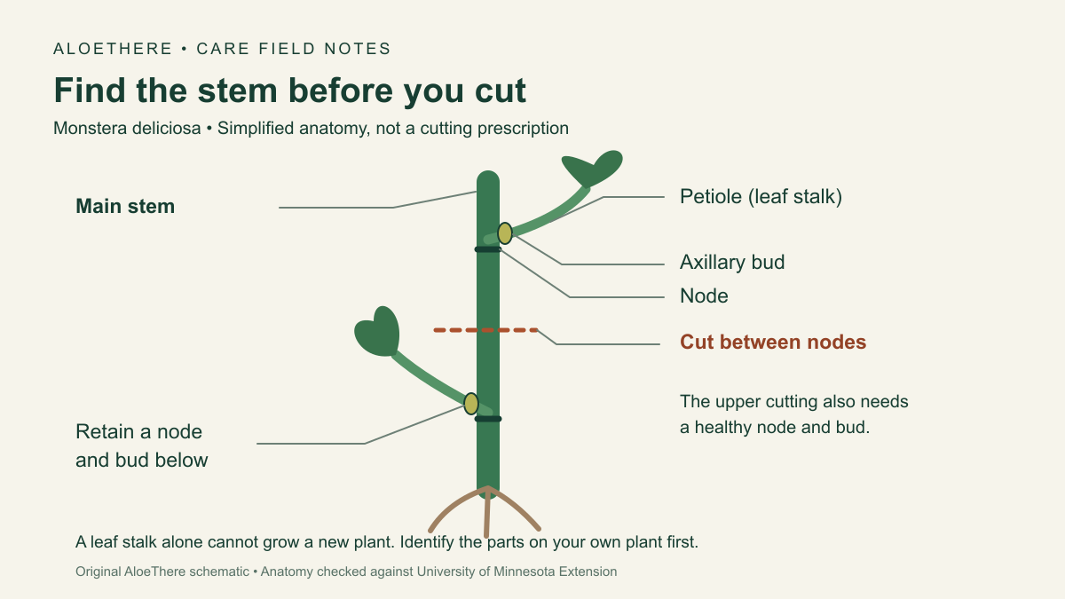Simplified Monstera stem diagram showing a leaf stalk, node, axillary bud, and a possible cut between nodes