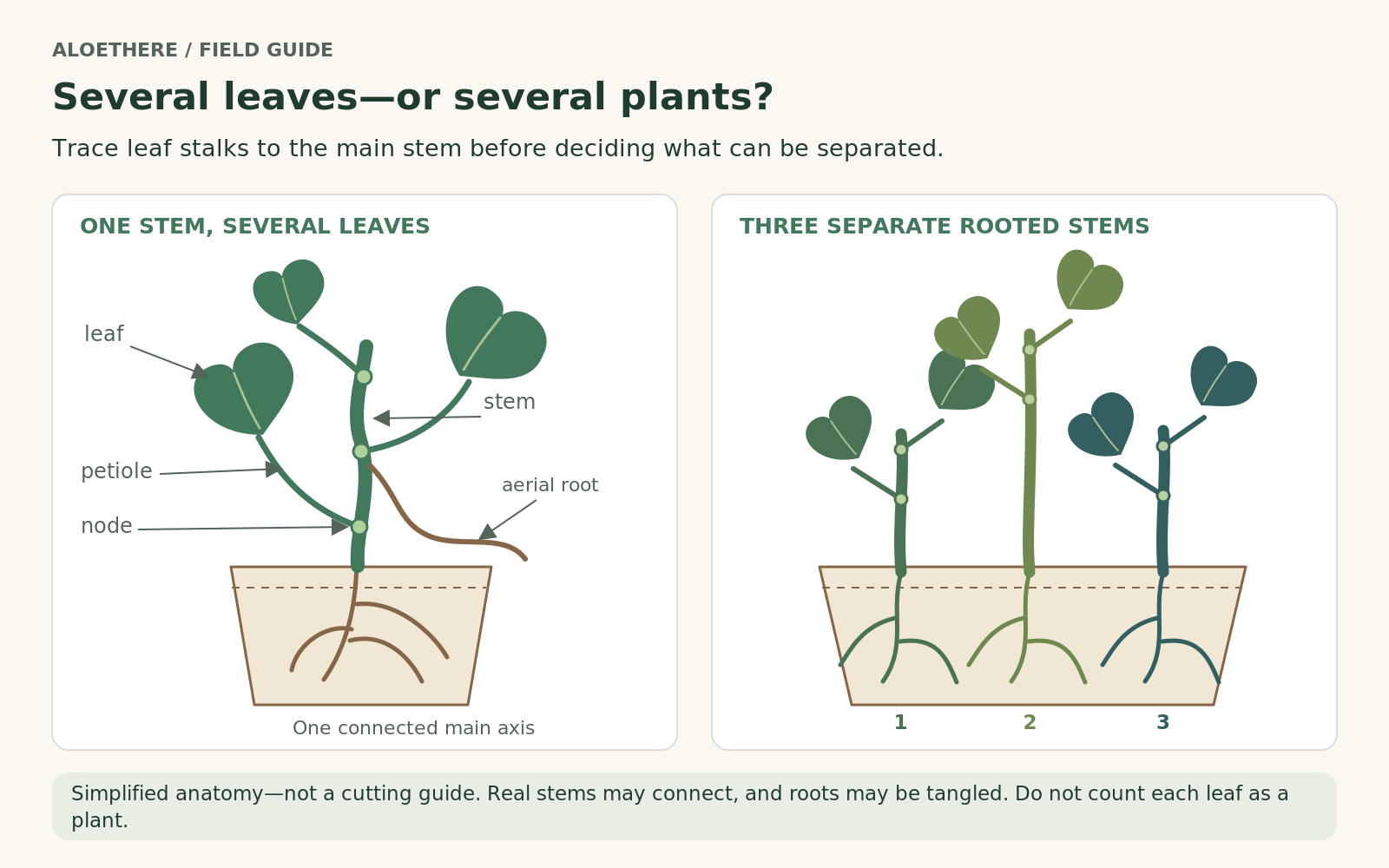 Simplified Monstera anatomy: several petioles on one stem compared with three independent rooted stems sharing a pot; labels identify leaf, petiole, stem, node, and aerial root.